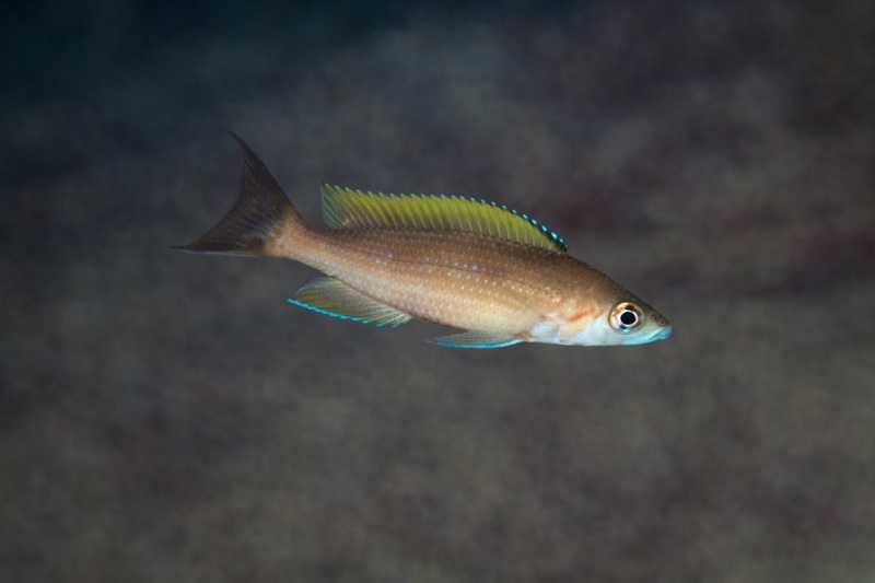 Paracyprichromis brieni 'Kambwimba'